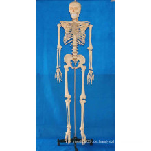 168cm Menschliches Körper-Skelettmodell mit transparenten Rippen